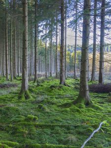 Preview wallpaper forest, pines, trees, moss, nature