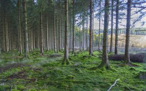 Preview wallpaper forest, pines, trees, moss, nature