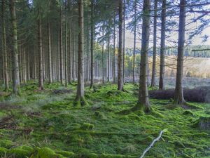 Preview wallpaper forest, pines, trees, moss, nature