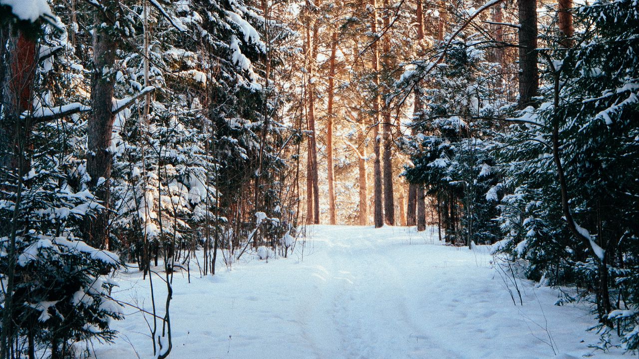 Wallpaper forest, pines, trees, snow, path, winter