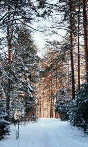 Preview wallpaper forest, pines, trees, snow, path, winter