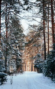 Preview wallpaper forest, pines, trees, snow, path, winter