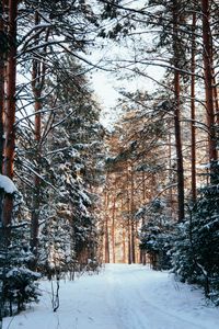 Preview wallpaper forest, pines, trees, snow, path, winter