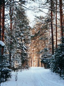 Preview wallpaper forest, pines, trees, snow, path, winter