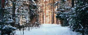 Preview wallpaper forest, pines, trees, snow, path, winter