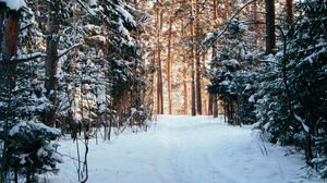 Preview wallpaper forest, pines, trees, snow, path, winter