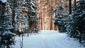 Preview wallpaper forest, pines, trees, snow, path, winter