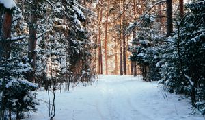 Preview wallpaper forest, pines, trees, snow, path, winter