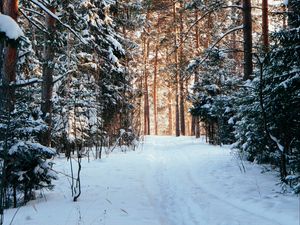 Preview wallpaper forest, pines, trees, snow, path, winter