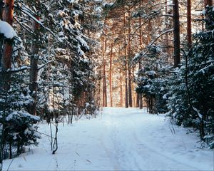 Preview wallpaper forest, pines, trees, snow, path, winter