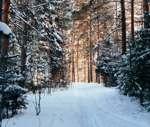 Preview wallpaper forest, pines, trees, snow, path, winter