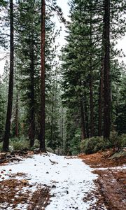 Preview wallpaper forest, pines, trees, snow, nature