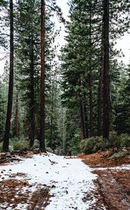Preview wallpaper forest, pines, trees, snow, nature
