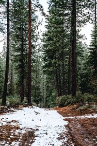 Preview wallpaper forest, pines, trees, snow, nature