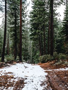 Preview wallpaper forest, pines, trees, snow, nature