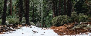 Preview wallpaper forest, pines, trees, snow, nature