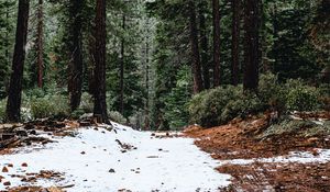 Preview wallpaper forest, pines, trees, snow, nature