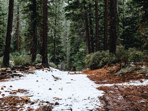 Preview wallpaper forest, pines, trees, snow, nature