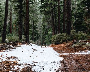 Preview wallpaper forest, pines, trees, snow, nature