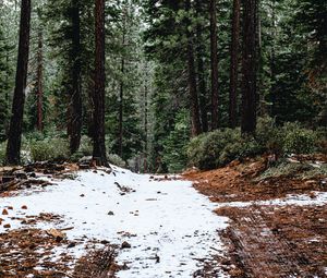 Preview wallpaper forest, pines, trees, snow, nature