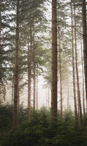 Preview wallpaper forest, pines, trees, fog, nature