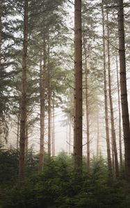 Preview wallpaper forest, pines, trees, fog, nature