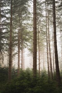 Preview wallpaper forest, pines, trees, fog, nature