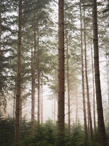 Preview wallpaper forest, pines, trees, fog, nature