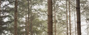 Preview wallpaper forest, pines, trees, fog, nature