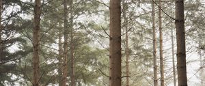 Preview wallpaper forest, pines, trees, fog, nature