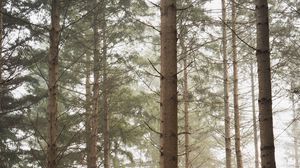 Preview wallpaper forest, pines, trees, fog, nature