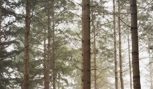 Preview wallpaper forest, pines, trees, fog, nature