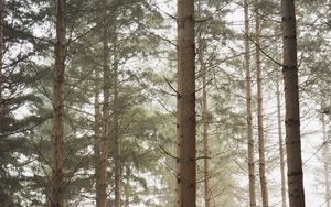 Preview wallpaper forest, pines, trees, fog, nature