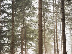 Preview wallpaper forest, pines, trees, fog, nature