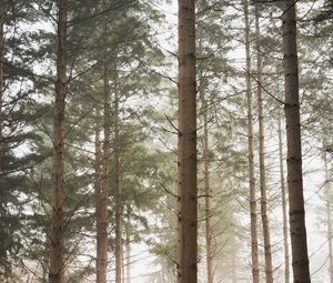 Preview wallpaper forest, pines, trees, fog, nature