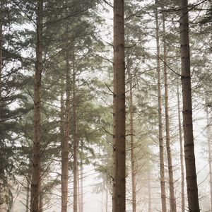 Preview wallpaper forest, pines, trees, fog, nature