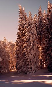 Preview wallpaper forest, pines, trees, snow, winter, nature