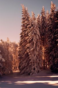 Preview wallpaper forest, pines, trees, snow, winter, nature