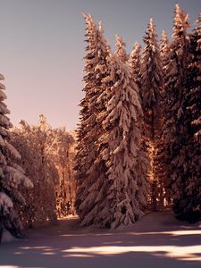 Preview wallpaper forest, pines, trees, snow, winter, nature