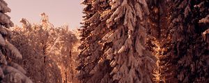Preview wallpaper forest, pines, trees, snow, winter, nature