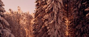 Preview wallpaper forest, pines, trees, snow, winter, nature