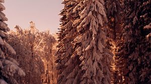 Preview wallpaper forest, pines, trees, snow, winter, nature