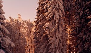 Preview wallpaper forest, pines, trees, snow, winter, nature