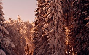 Preview wallpaper forest, pines, trees, snow, winter, nature