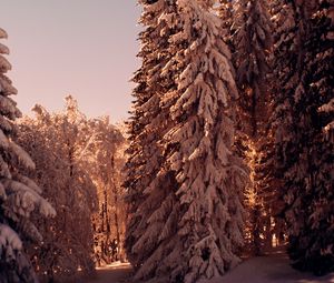 Preview wallpaper forest, pines, trees, snow, winter, nature