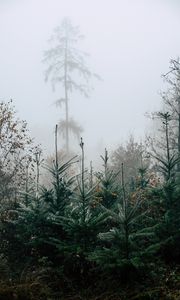 Preview wallpaper forest, pines, trees, fog, nature, landscape