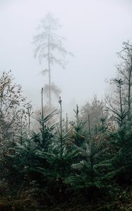 Preview wallpaper forest, pines, trees, fog, nature, landscape