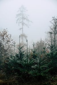 Preview wallpaper forest, pines, trees, fog, nature, landscape