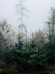 Preview wallpaper forest, pines, trees, fog, nature, landscape