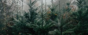 Preview wallpaper forest, pines, trees, fog, nature, landscape